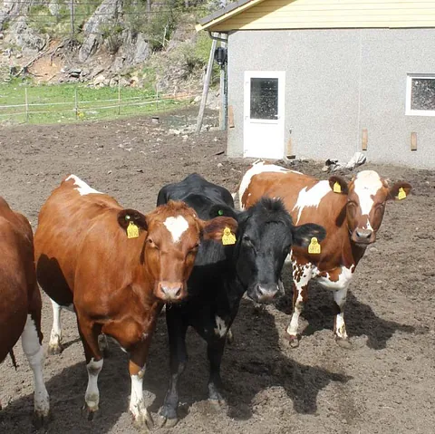 Tett, grønn furuskog i dal omgitt av tåke som slynger seg mellom åsene.