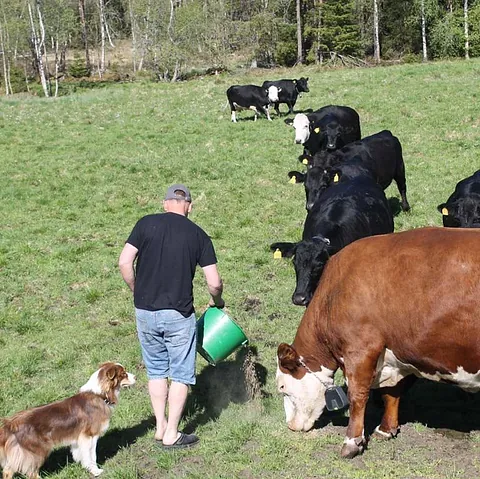 Tett, grønn furuskog i dal omgitt av tåke som slynger seg mellom åsene.