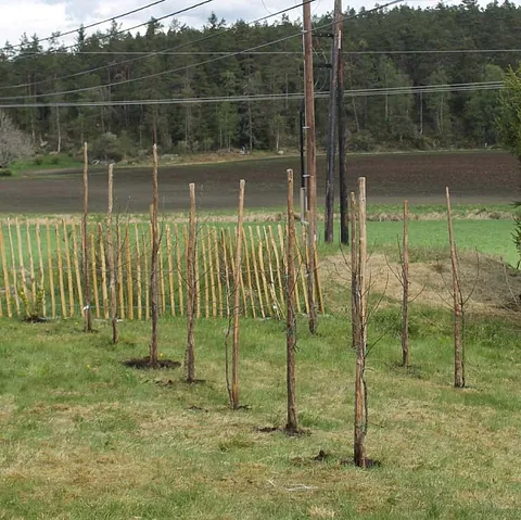 Tett, grønn furuskog i dal omgitt av tåke som slynger seg mellom åsene.