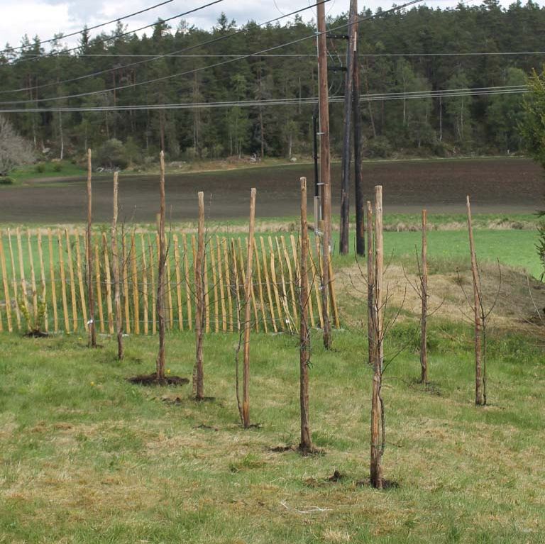Tett, grønn furuskog i dal omgitt av tåke som slynger seg mellom åsene.