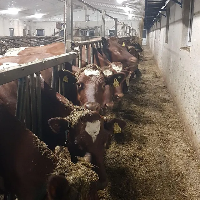 Kyr på rekke i låve