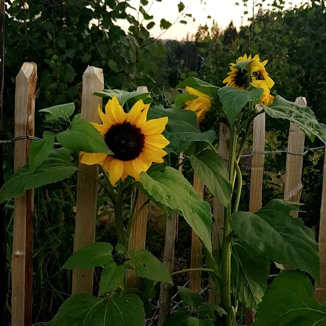 Solsikke mot et gjerde
