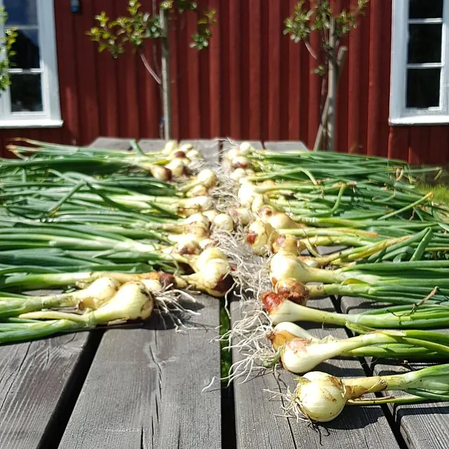 Løk i bunter på bord