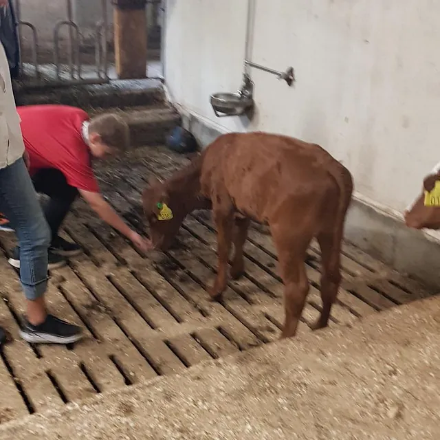 Kalv blir klappet av barn inne i fjøs med betonggulv og spaltegulv.