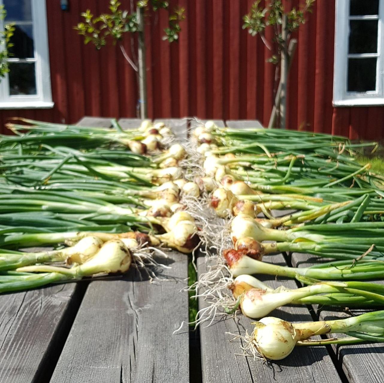 Løk i bunter på bord